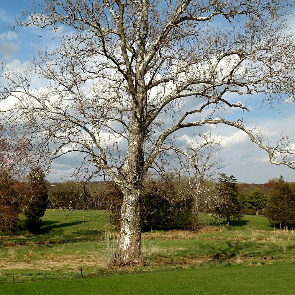 Meet your Posher, One blue heron